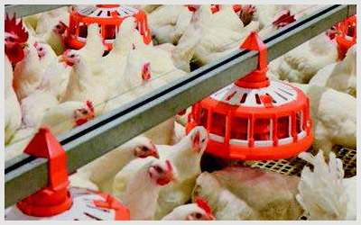 Sadiq Poultry Feeding System